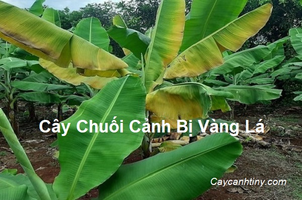 Cây Chuối Cảnh Bị Vàng Lá: Nguyên Nhân và Cách Khắc Phục