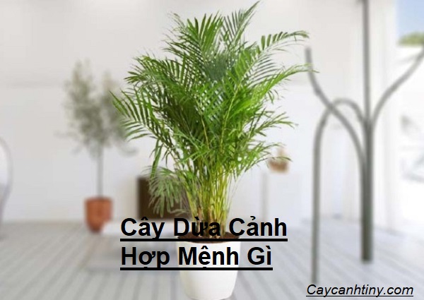 Cây Dừa Cảnh Hợp Mệnh Gì 1