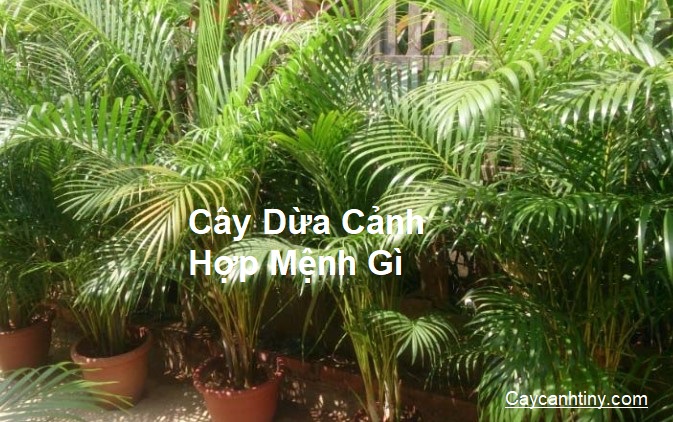 Cây Dừa Cảnh Hợp Mệnh Gì