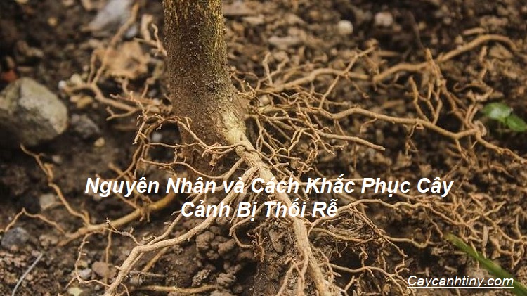 Nguyên Nhân Cây Cảnh Bị Thối Rễ