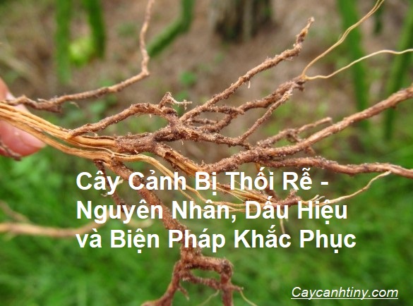 cay-canh-bi-thoi-re-nguyen-nhan-dau-hieu-va-bien-phap-khac-phuc